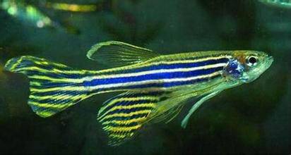 点击大图看下一张:体型较小的特蓝斑马鱼图片