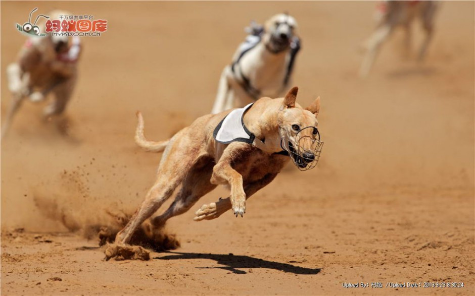 点击大图看下一张：灵缇犬沙场帅气奔跑图片