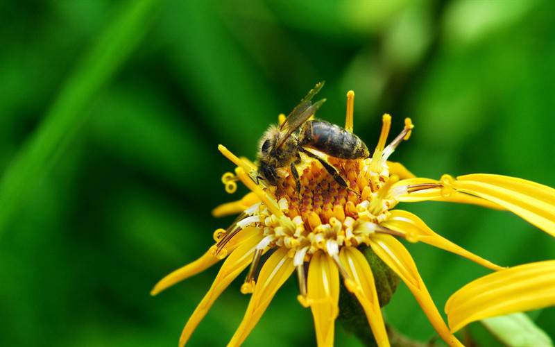 点击大图看下一张：勤劳蜜蜂高清动物图片