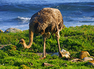 澳洲鸵鸟海边嬉戏玩耍图片