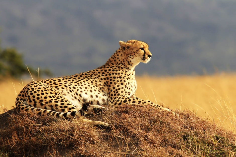 点击大图看下一张：眺望远方的非洲豹子图片