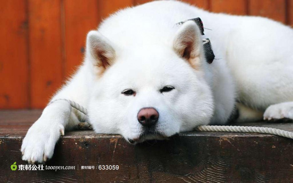 点击大图看下一张：懒洋洋的白色秋田犬图片
