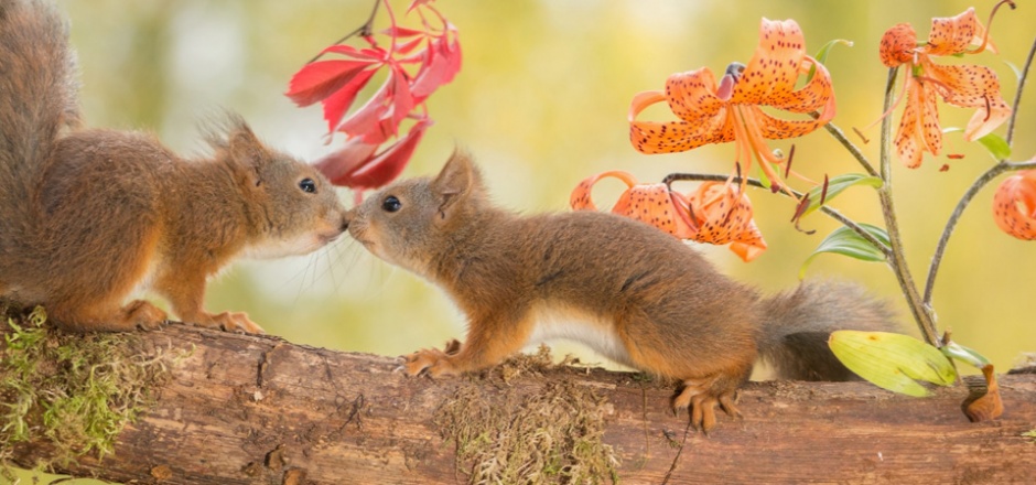 点击大图看下一张：树枝上的松鼠动物亲吻图片