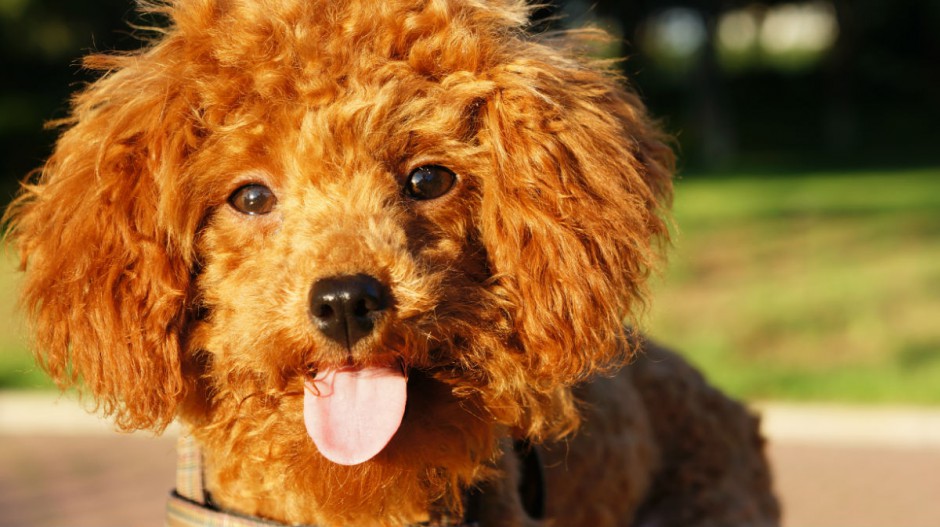 点击大图看下一张：讨人喜欢的棕色泰迪犬图片