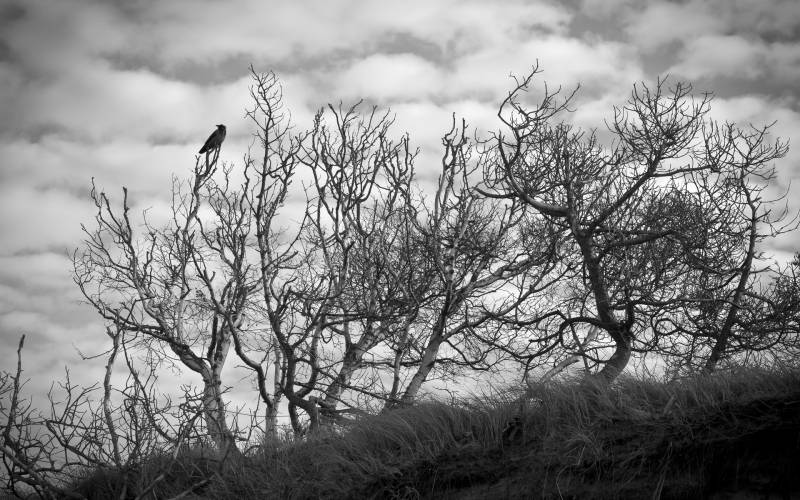 点击大图看下一张：枯藤老树上的乌鸦意境图片