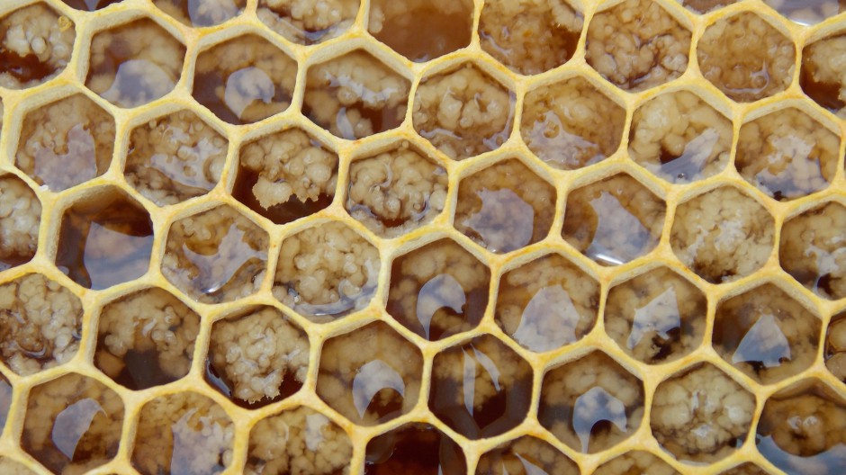 点击大图看下一张：密密麻麻的蜜蜂蜂巢图片