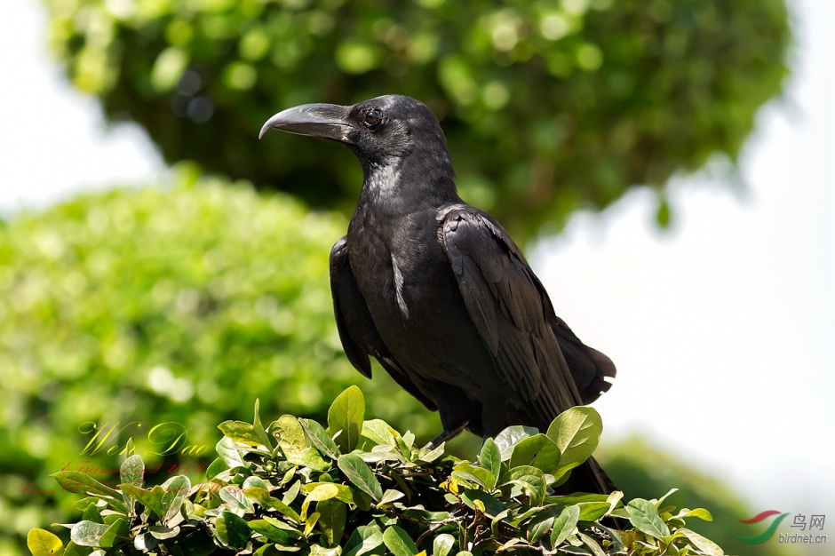 点击大图看下一张：黑乌鸦意境摄影图片欣赏