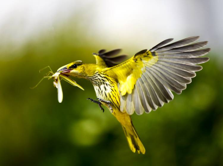 点击大图看下一张：动作敏捷的黑枕黄鹂鸟图片