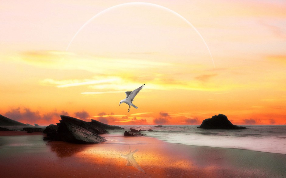 点击大图看下一张：海边海鸥自由翱翔图片特写大全