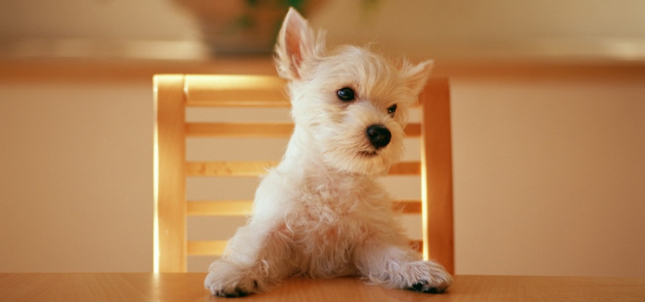 点击大图看下一张：可爱的小狗狗高清写真图片