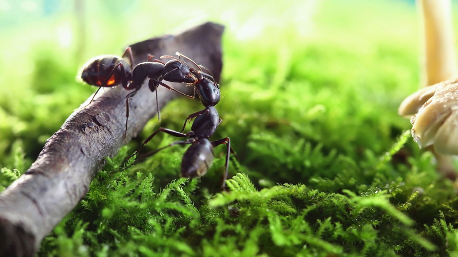 点击大图看下一张：常见昆虫蚂蚁微距摄影图片