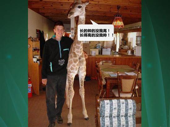 点击大图看下一张：南非家庭养长颈鹿当宠物