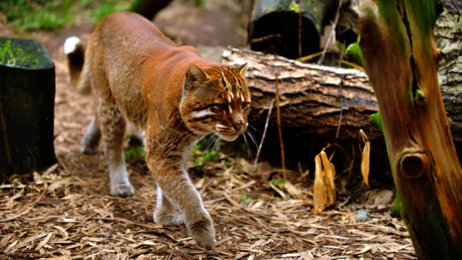点击大图看下一张：野生金猫步伐稳重图片