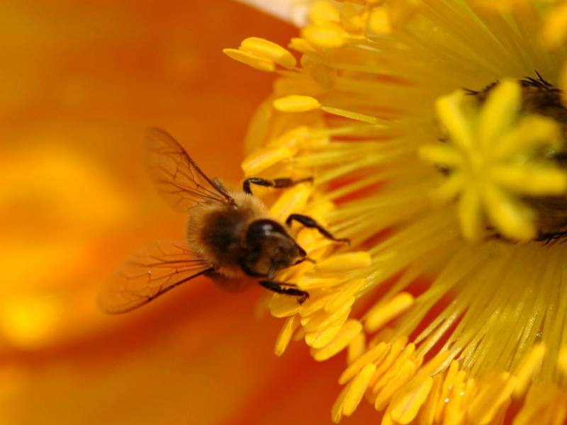 点击大图看下一张：辛勤采蜜的小蜜蜂高清壁纸