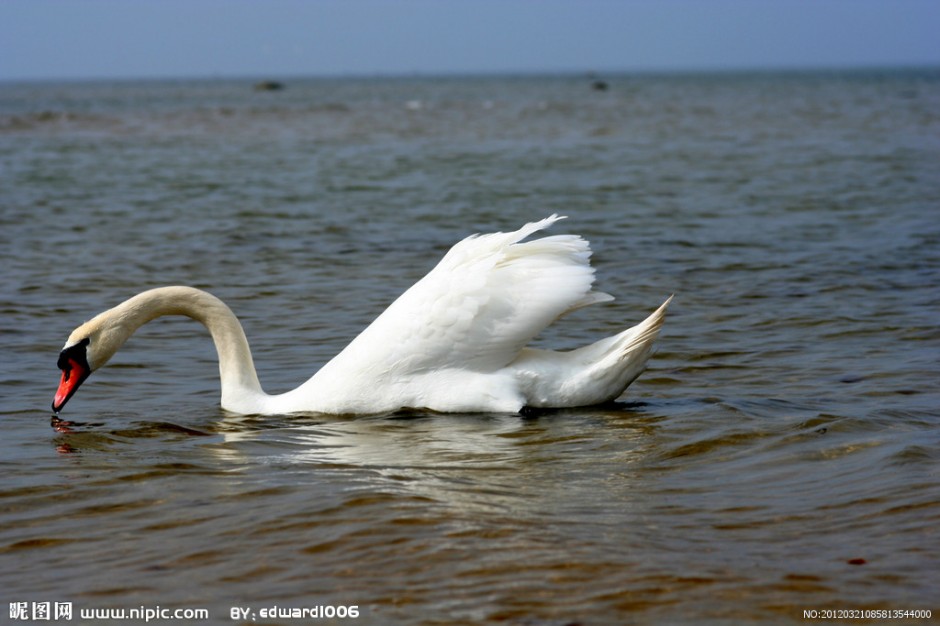 点击大图看下一张：美丽的白天鹅池塘戏耍图片