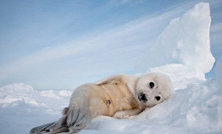 点击大图看下一张：超萌北极竖琴海豹图片特写