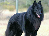 勇敢帅气的黑色比利时牧羊犬图片