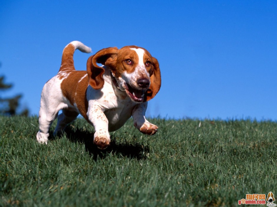 点击大图看下一张：奔跑中的巴吉度犬图片