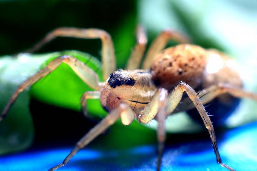 点击大图看下一张：毒蜘蛛微距摄影图片