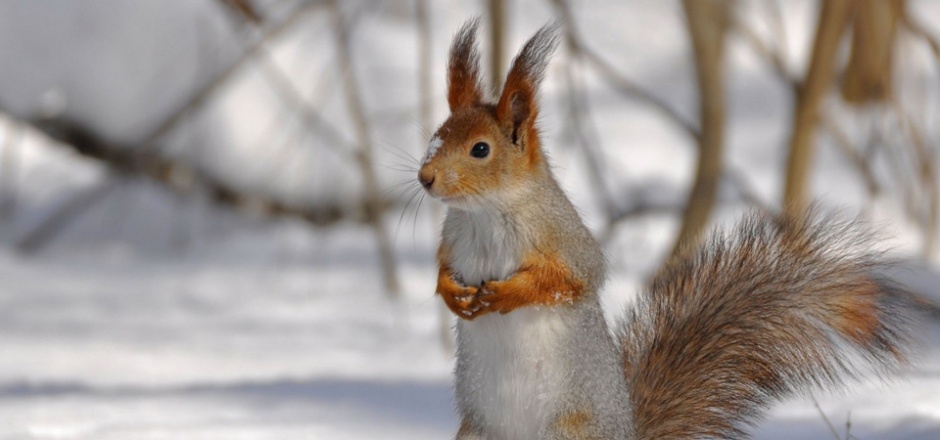 点击大图看下一张：雪地里的可爱小松鼠图片