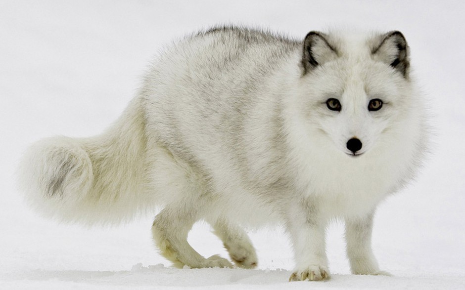 点击大图看下一张：漫步雪地的北极白狐狸图片