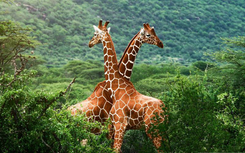点击大图看下一张：可爱动物长颈鹿精选图片