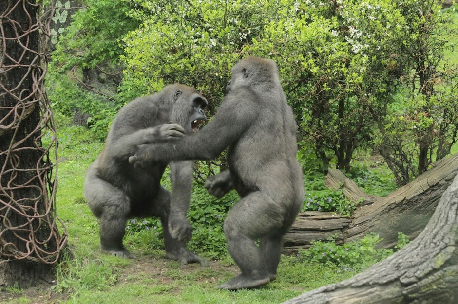 点击大图看下一张：身材高大强壮大猩猩图片