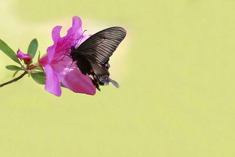 点击大图看下一张：春天杜鹃花丛飞舞的蝴蝶图片大全