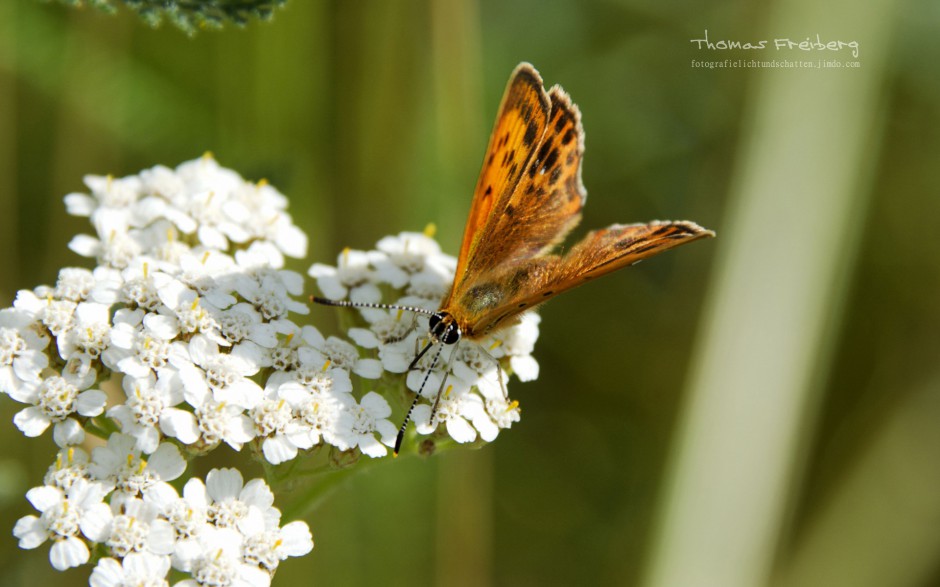 点击大图看下一张：蝴蝶昆虫图片大全高清摄影特写