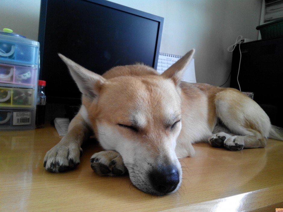 点击大图看下一张：中华田园犬慵懒入睡图片