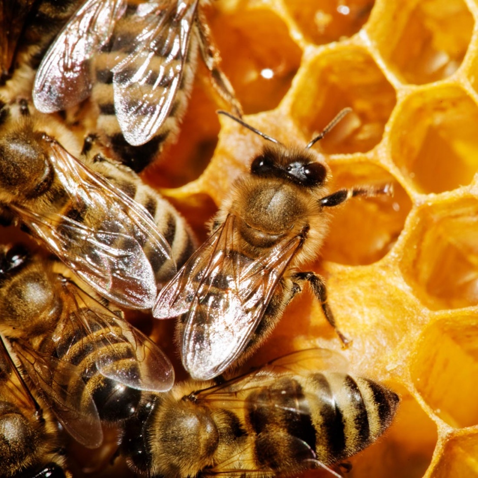 点击大图看下一张：野生蜜蜂与蜂巢特写图片