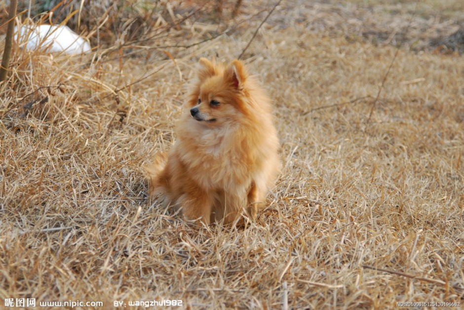 点击大图看下一张：棕色狐狸犬自信优雅图片