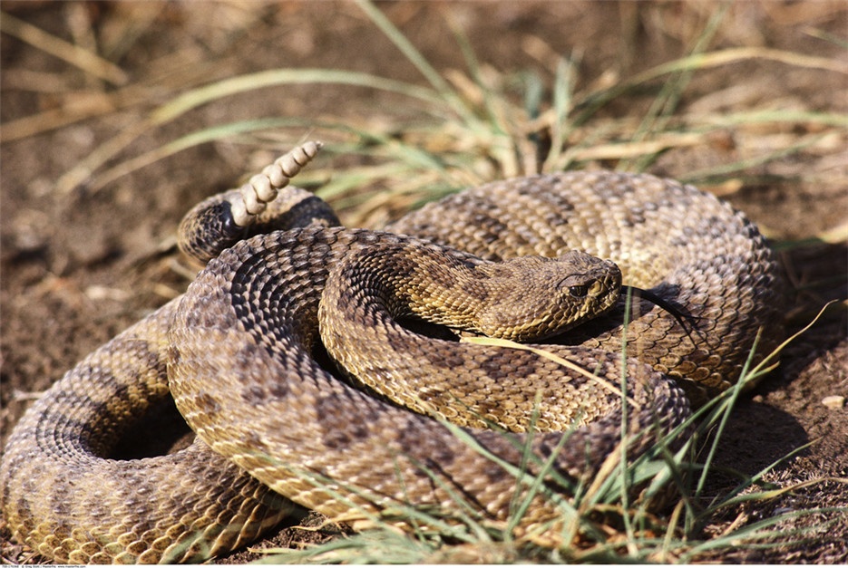 点击大图看下一张：剧毒猎手非洲响尾蛇高清图片