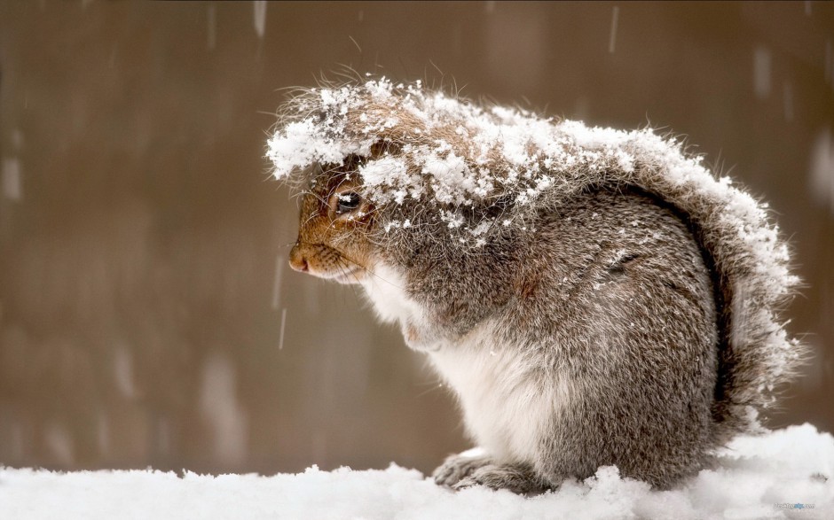 点击大图看下一张：可爱的松鼠雪地嬉戏图片