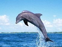 点击大图看下一张：海豚图片大全 有关海豚的图片