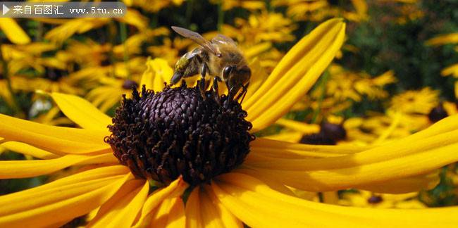 点击大图看下一张：花朵上勤劳的蜜蜂图片