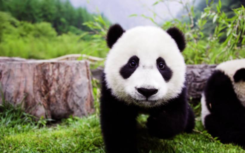 点击大图看下一张：国家一级保护动物熊猫天然呆美图