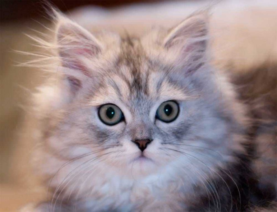 点击大图看下一张：金吉拉猫表情惊讶图片