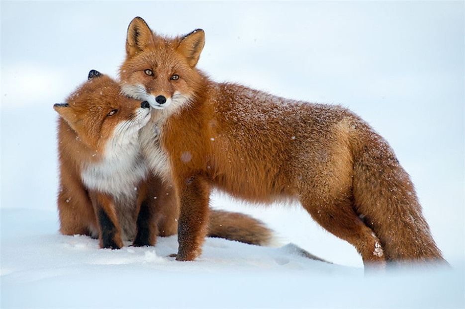 点击大图看下一张：茫茫大雪中觅食的狐狸高清图片