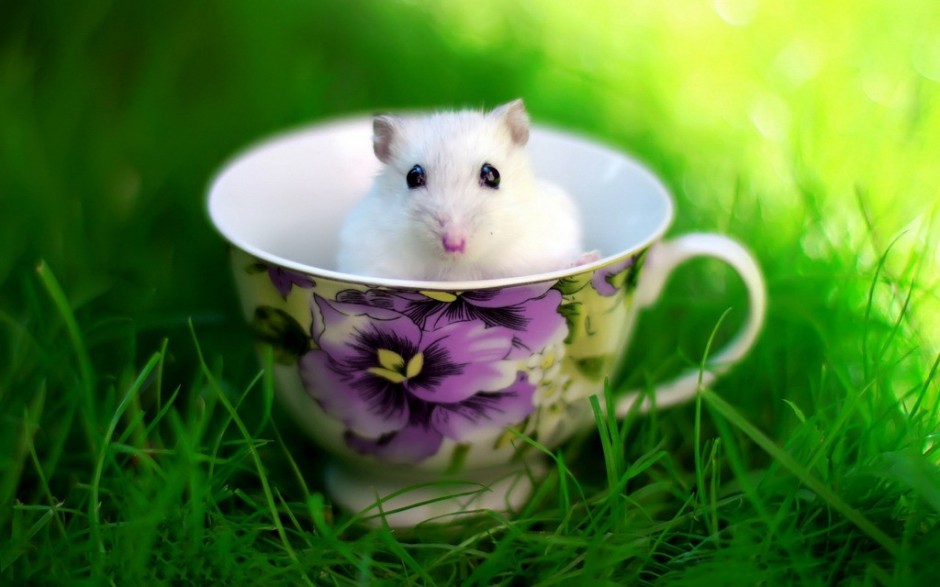 点击大图看下一张：小白鼠图片可爱写真