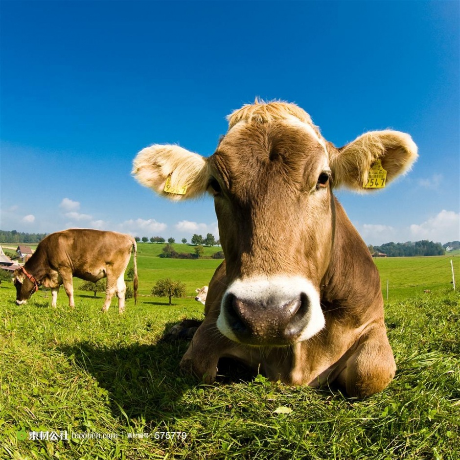 点击大图看下一张：憨厚肯干的大黄牛野外高清摄影图片
