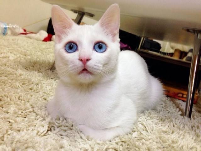 点击大图看下一张：最美蓝眼白猫卖萌图片
