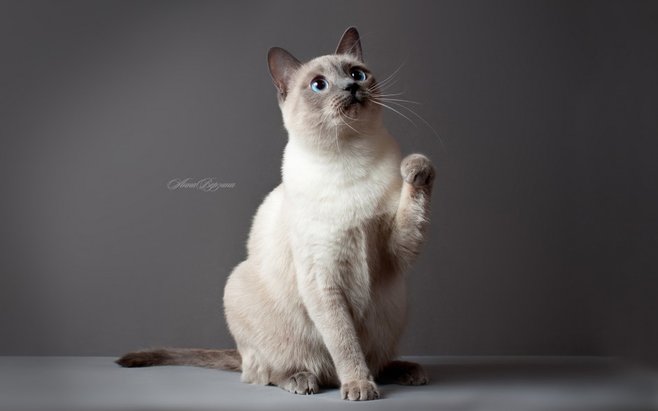点击大图看下一张：高冷霸气的纯种暹罗猫图片