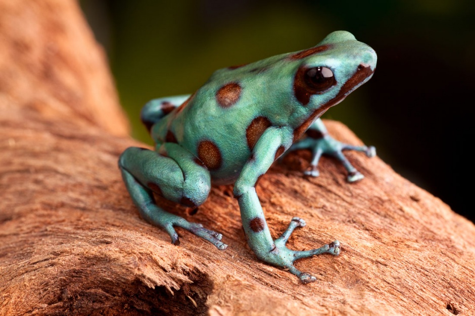 点击大图看下一张：好看的彩色青蛙高清图片