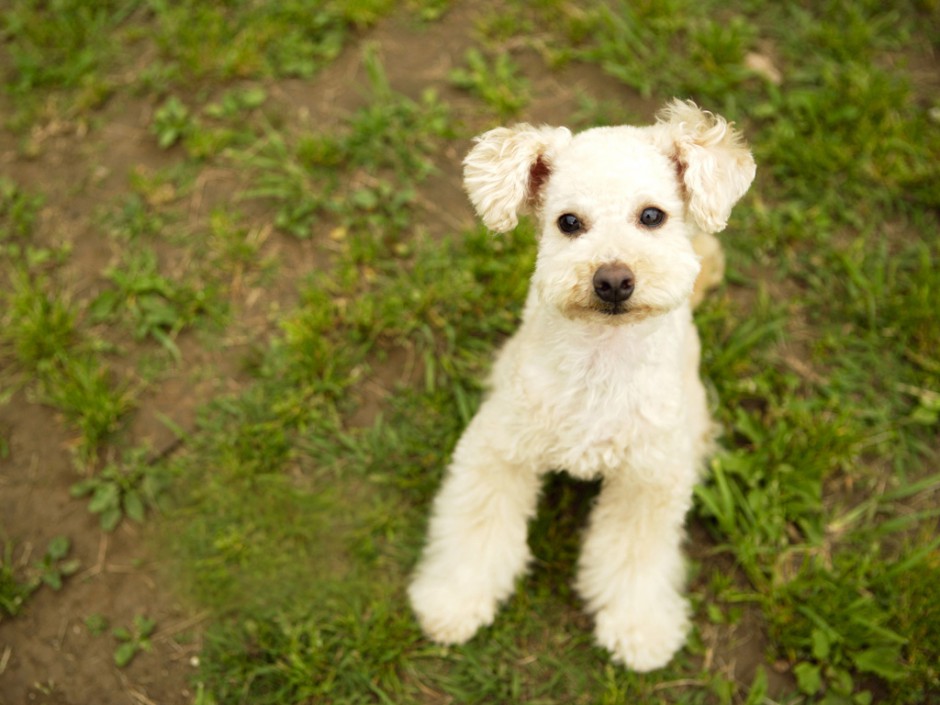点击大图看下一张：草地奔跑的白色巨型贵宾犬图片