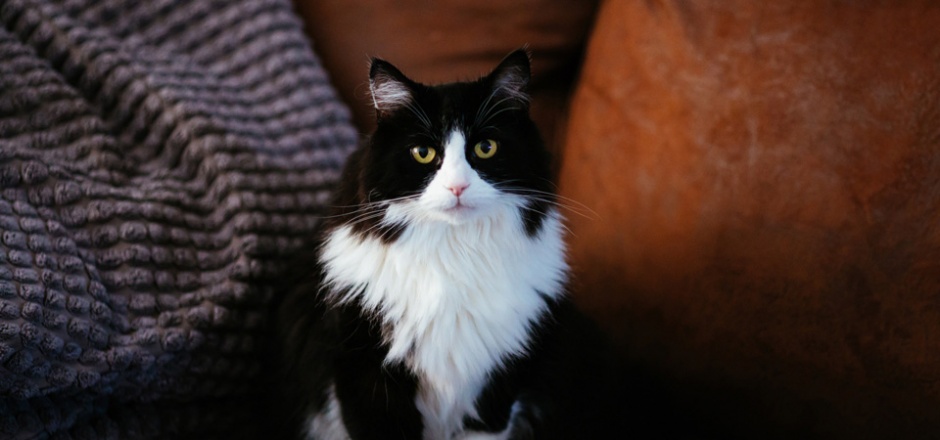 点击大图看下一张：萌萌的黑白色猫咪图片