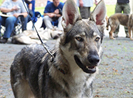 表情凶狠的捷克狼犬图片