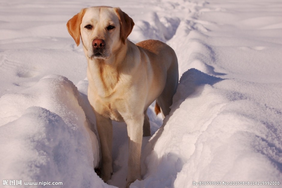 点击大图看下一张：雪地中的拉布拉多犬高清图片
