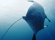 海底动物鳐鱼的图片