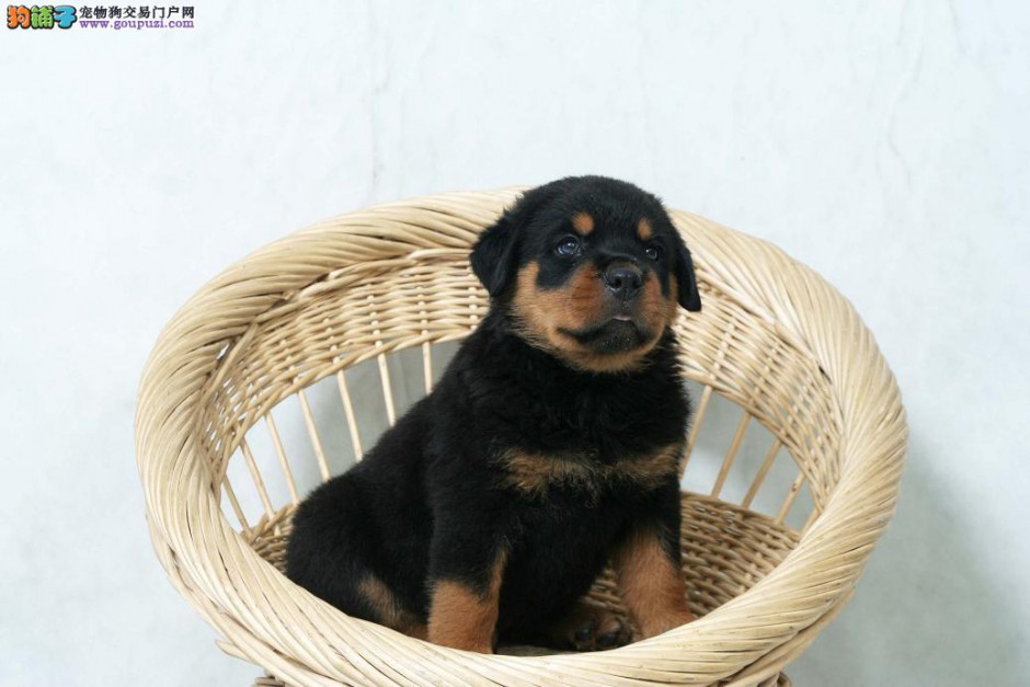 点击大图看下一张：罗威纳犬呆萌幼犬可爱图片